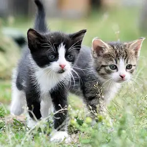 Community site om katte